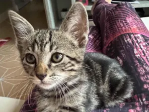 Gato raça SRD-ViraLata idade 2 a 6 meses nome Gatinho tigrado 