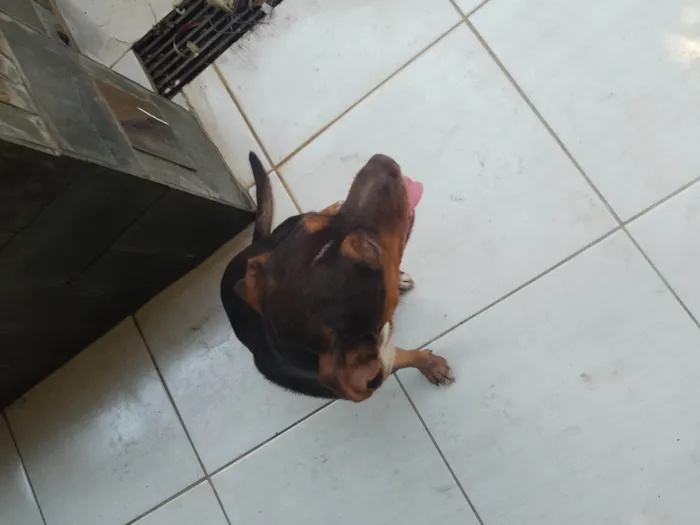 Cachorro ra a SRD-ViraLata idade 1 ano nome Hulk