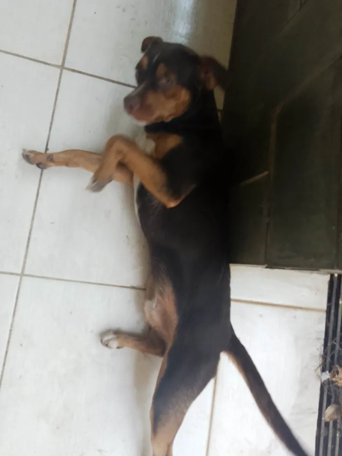 Cachorro ra a SRD-ViraLata idade 1 ano nome Hulk