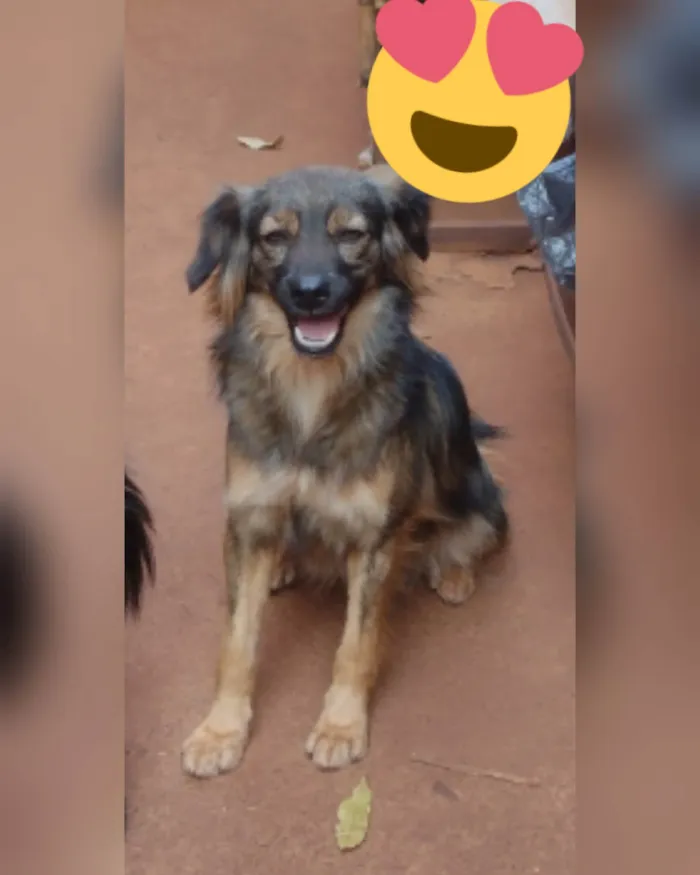 Cachorro ra a SRD-ViraLata idade 2 anos nome Mayara