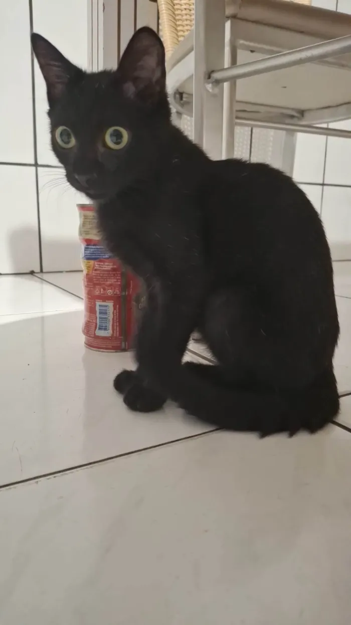 Gato ra a SRD-ViraLata idade 2 a 6 meses nome Nego