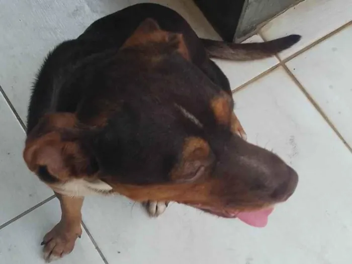 Cachorro ra a SRD-ViraLata idade 1 ano nome Hulk