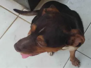 Cachorro raça SRD-ViraLata idade 1 ano nome Hulk