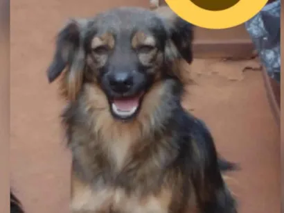 Cachorro raça SRD-ViraLata idade 2 anos nome Mayara