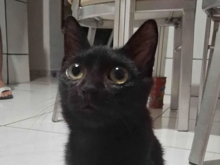 Gato ra a SRD-ViraLata idade 2 a 6 meses nome Nego