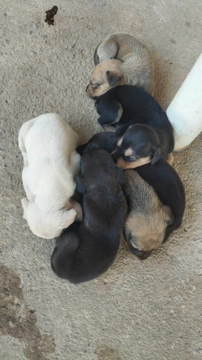 Cachorro ra a SRD-ViraLata idade Abaixo de 2 meses nome Sem nomes