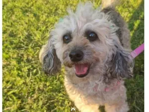 Cachorro raça Poodle idade 6 ou mais anos nome Mel