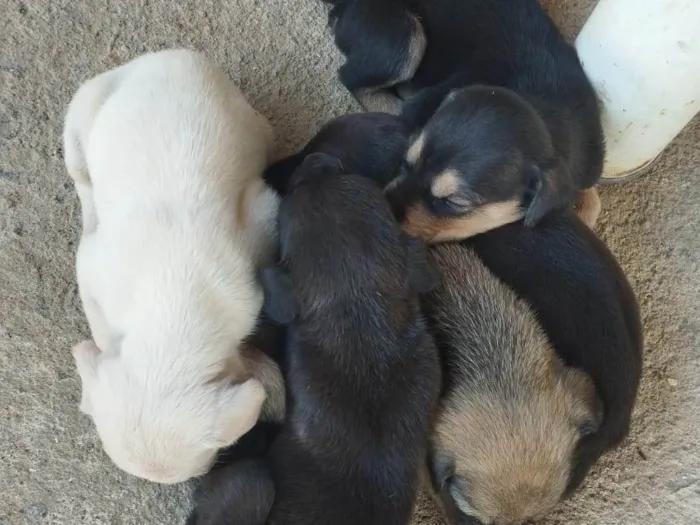 Cachorro ra a SRD-ViraLata idade Abaixo de 2 meses nome Sem nomes