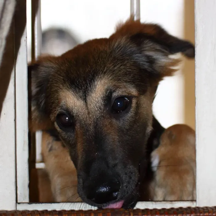 Cachorro ra a SRD-ViraLata idade 2 a 6 meses nome Ritz