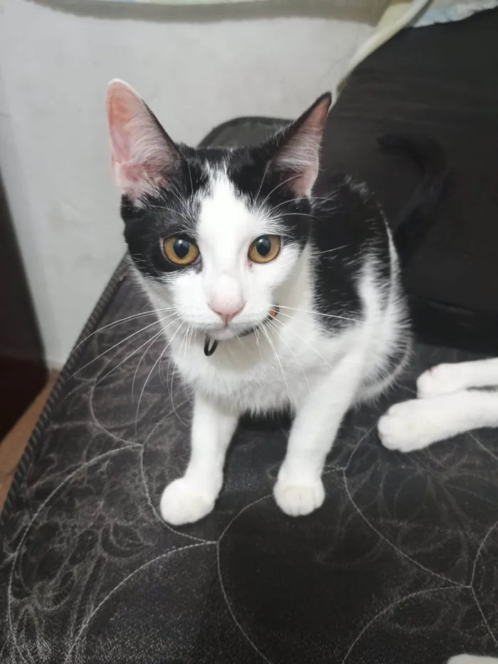 Gato ra a SRD-ViraLata idade 2 a 6 meses nome 2 Gatos 6 meses irmãos Castrados.