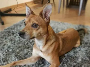 Cachorro raça Pinscher idade 6 ou mais anos nome Muffin