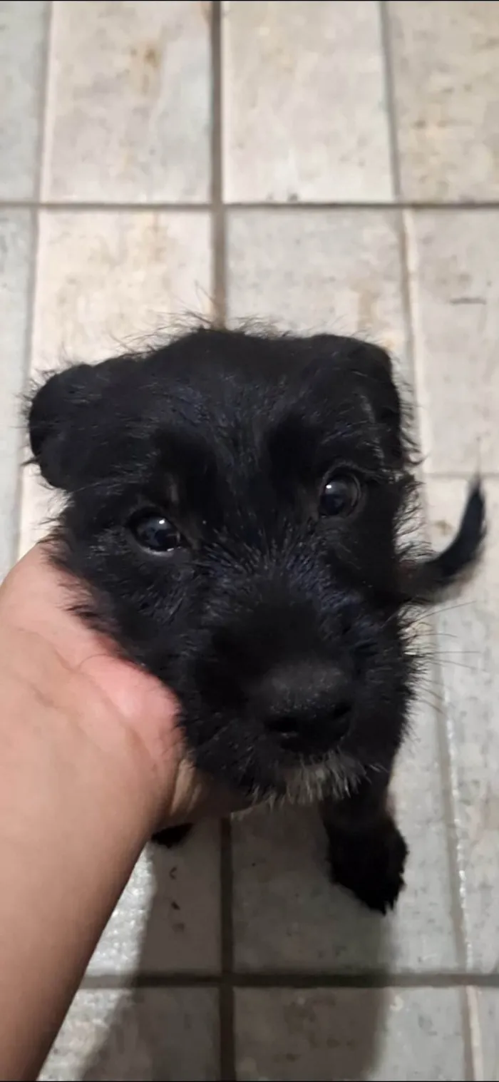 Cachorro ra a SRD-ViraLata idade 2 a 6 meses nome Lupita