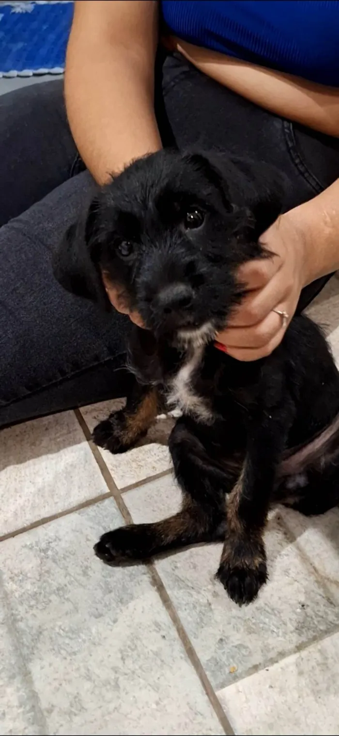 Cachorro ra a SRD-ViraLata idade 2 a 6 meses nome Lupita