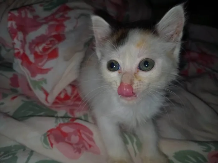 Gato ra a SRD-ViraLata idade Abaixo de 2 meses nome 5 filhotinhos sem nome