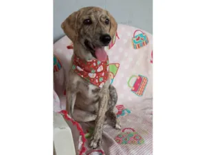 Cachorro raça SRD-ViraLata idade 2 a 6 meses nome Apolo