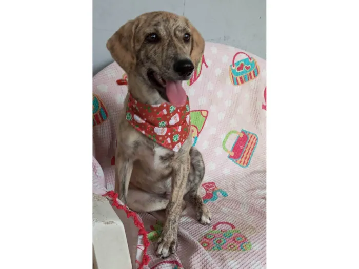 Cachorro ra a SRD-ViraLata idade 2 a 6 meses nome Apolo