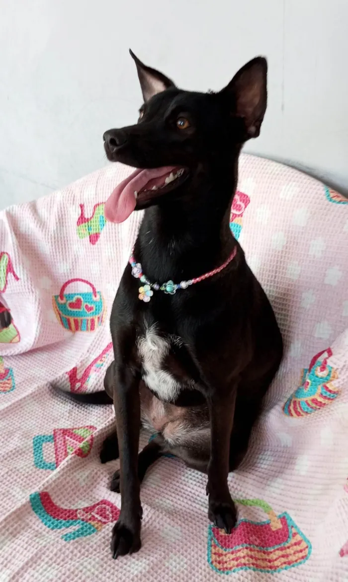 Cachorro ra a SRD-ViraLata idade 1 ano nome Lilica