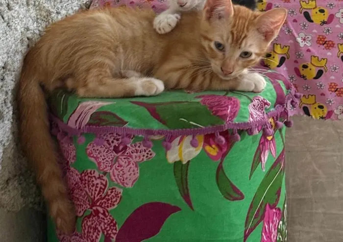 Gato ra a SRD-ViraLata idade 2 a 6 meses nome Orange 