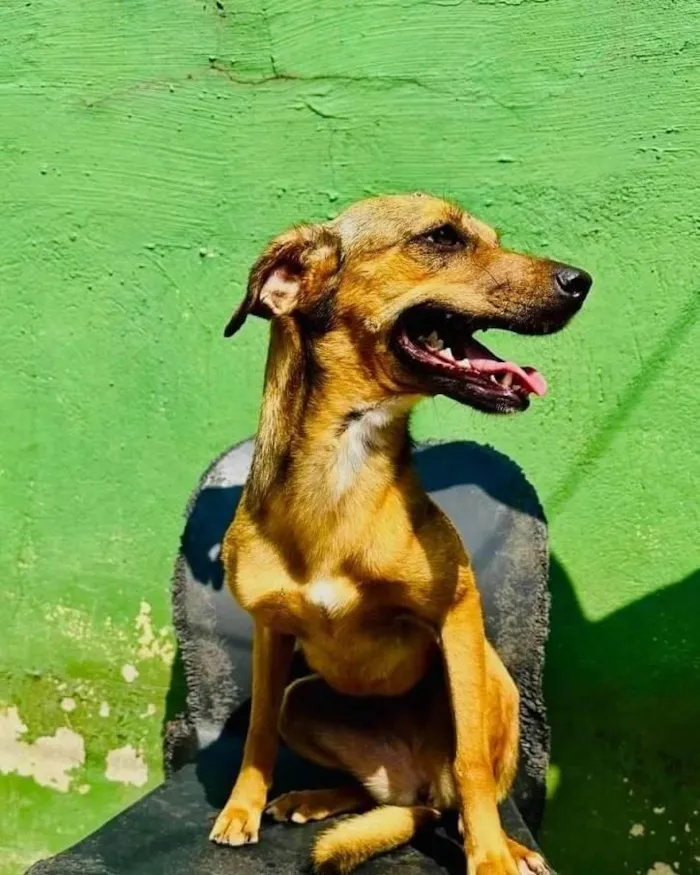 Cachorro ra a SRD-ViraLata idade 2 anos nome Dolly 