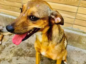 Cachorro raça SRD-ViraLata idade 2 anos nome Dolly 