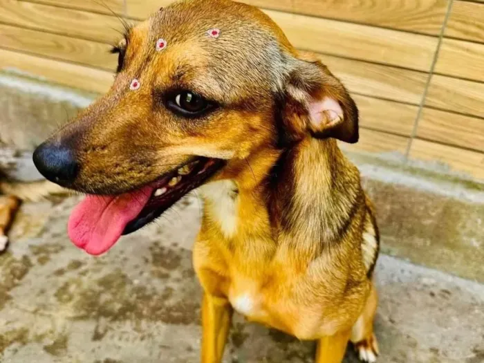 Cachorro ra a SRD-ViraLata idade 2 anos nome Dolly 