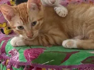 Gato raça SRD-ViraLata idade 2 a 6 meses nome Orange 