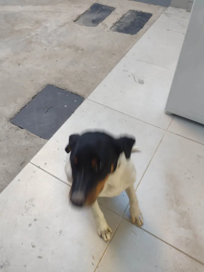 Cachorro ra a SRD-ViraLata idade 2 a 6 meses nome ayla