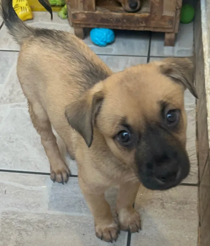 Cachorro ra a SRD-ViraLata idade Abaixo de 2 meses nome Lolla