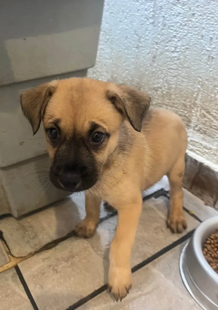 Cachorro ra a SRD-ViraLata idade Abaixo de 2 meses nome Lolla