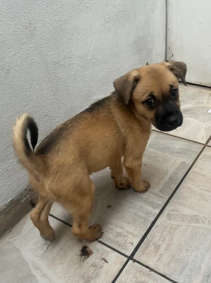 Cachorro ra a SRD-ViraLata idade Abaixo de 2 meses nome Lolla