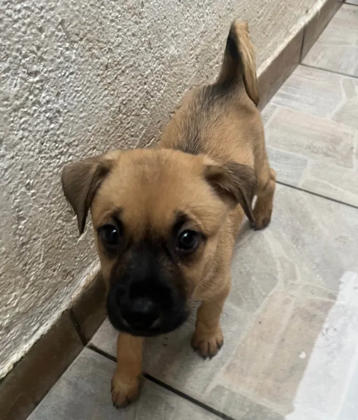 Cachorro ra a SRD-ViraLata idade Abaixo de 2 meses nome Lolla