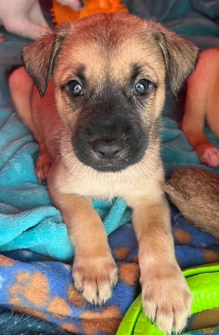 Cachorro ra a SRD-ViraLata idade Abaixo de 2 meses nome Lolla