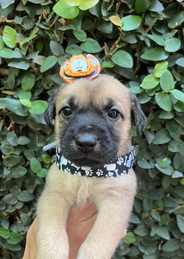 Cachorro ra a SRD-ViraLata idade Abaixo de 2 meses nome Lolla