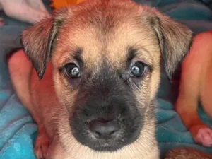 Cachorro raça SRD-ViraLata idade Abaixo de 2 meses nome Lolla