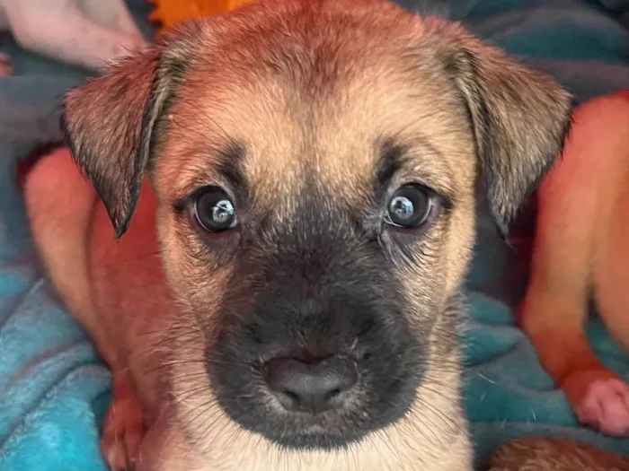 Cachorro ra a SRD-ViraLata idade Abaixo de 2 meses nome Lolla