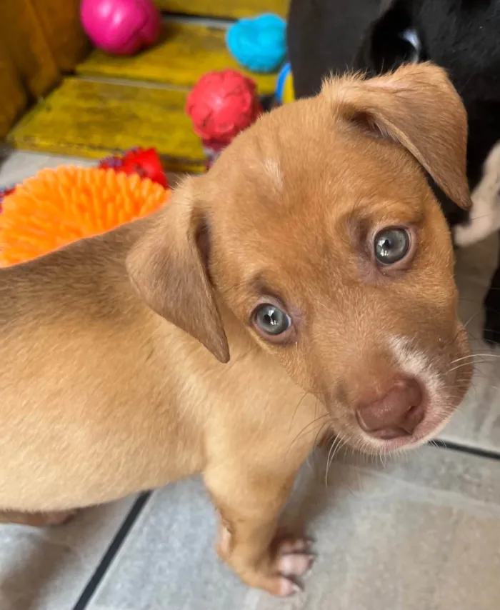 Cachorro ra a SRD-ViraLata idade Abaixo de 2 meses nome Leonardo 