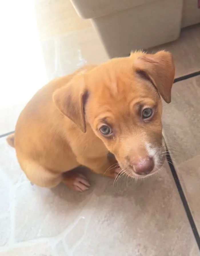 Cachorro ra a SRD-ViraLata idade Abaixo de 2 meses nome Leonardo 