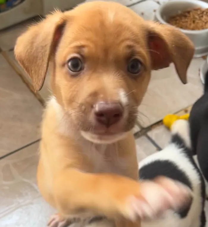 Cachorro ra a SRD-ViraLata idade Abaixo de 2 meses nome Leonardo 