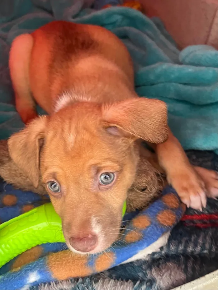 Cachorro ra a SRD-ViraLata idade Abaixo de 2 meses nome Leonardo 