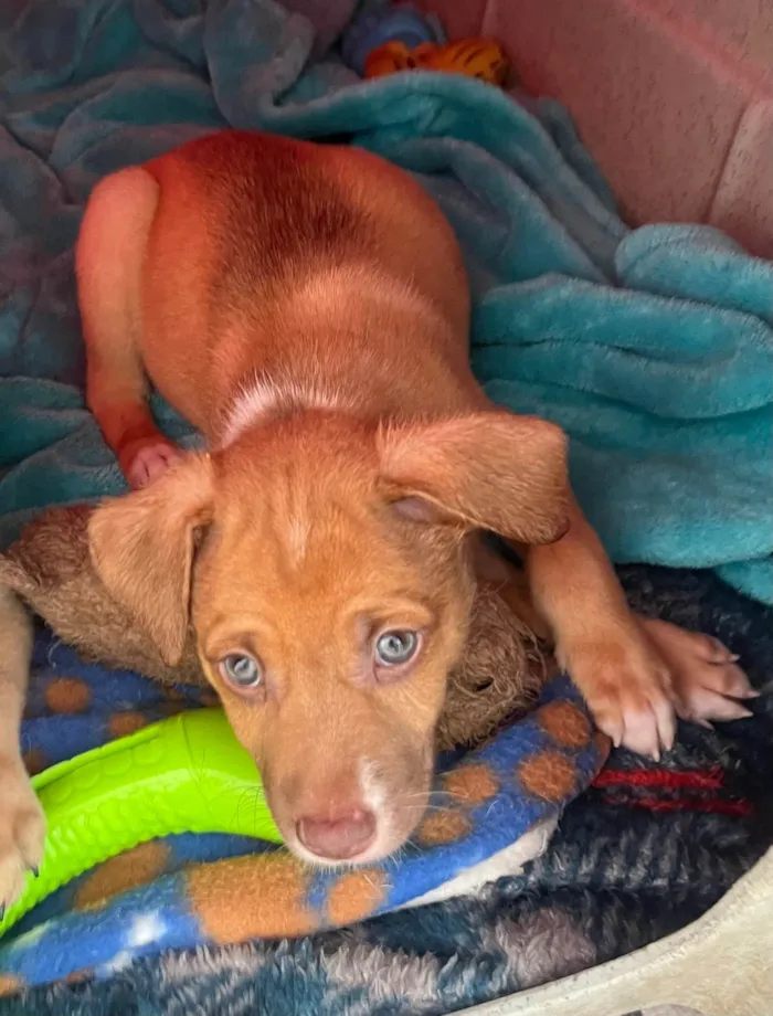 Cachorro ra a SRD-ViraLata idade Abaixo de 2 meses nome Leonardo 