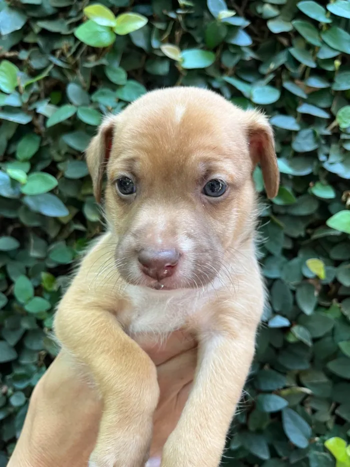 Cachorro ra a SRD-ViraLata idade Abaixo de 2 meses nome Leonardo 