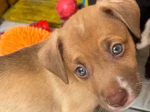 Cachorro raça SRD-ViraLata idade Abaixo de 2 meses nome Leonardo 