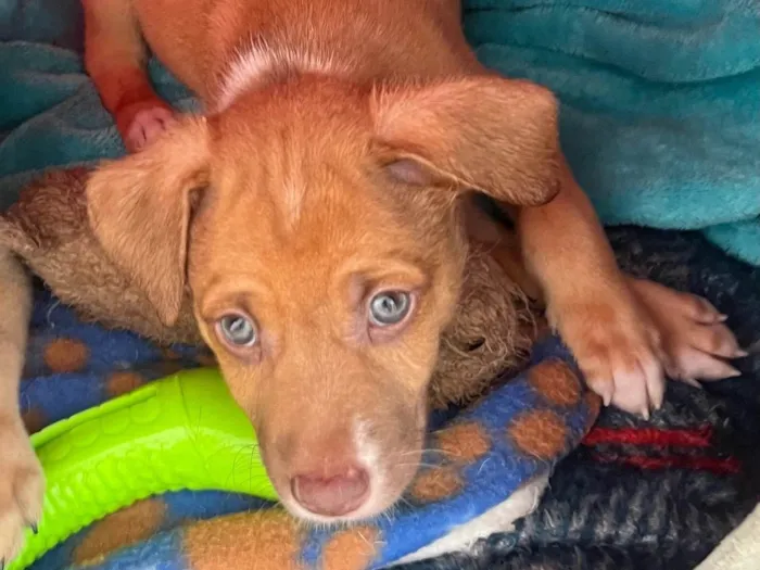 Cachorro ra a SRD-ViraLata idade Abaixo de 2 meses nome Leonardo 