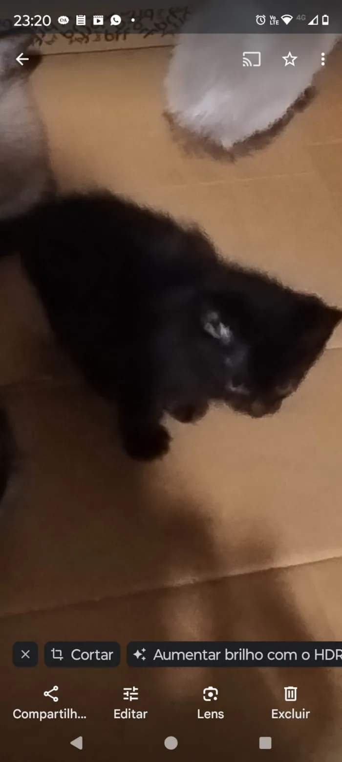 Gato ra a SRD-ViraLata idade Abaixo de 2 meses nome Pretinha fofinha