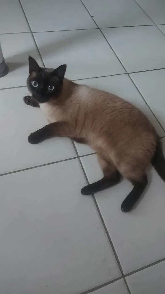 Gato ra a SRD-ViraLata idade 4 anos nome Silvye