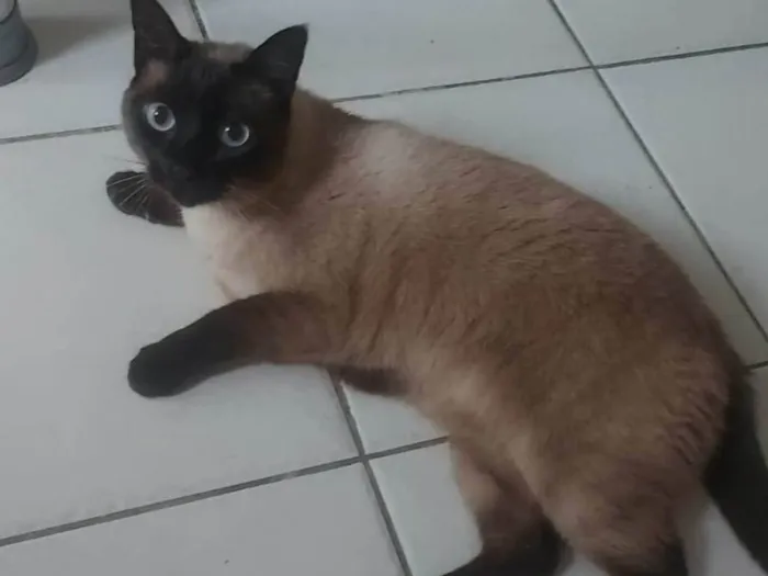 Gato ra a SRD-ViraLata idade 4 anos nome Silvye