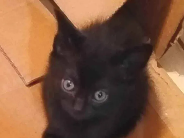Gato ra a SRD-ViraLata idade Abaixo de 2 meses nome Pretinha fofinha