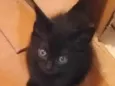 Pretinha fofinha