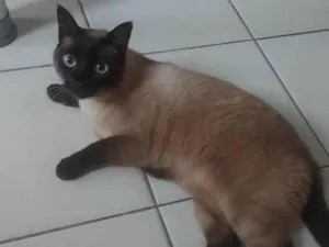 Gato raça SRD-ViraLata idade 4 anos nome Silvye