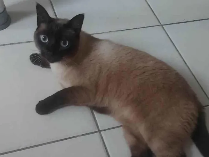 Gato ra a SRD-ViraLata idade 4 anos nome Silvye